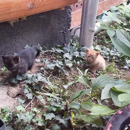 Leganyi Apartmanhaz Apartament Eger