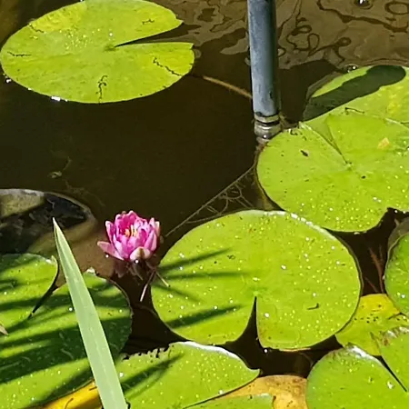 Leganyi Apartmanhaz * Eger